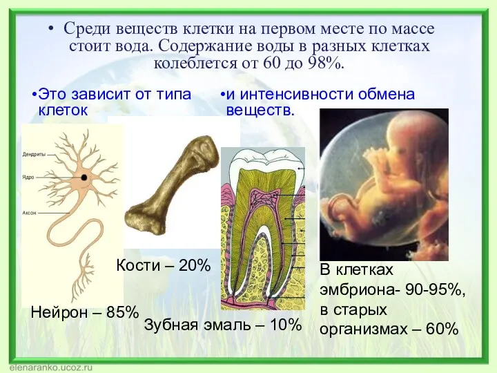 Среди веществ клетки на первом месте по массе стоит вода.