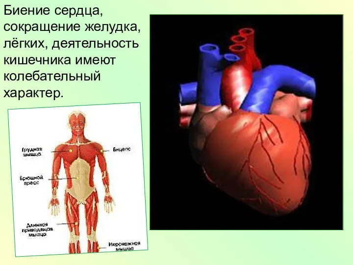 Биение сердца, сокращение желудка, лёгких, деятельность кишечника имеют колебательный характер.