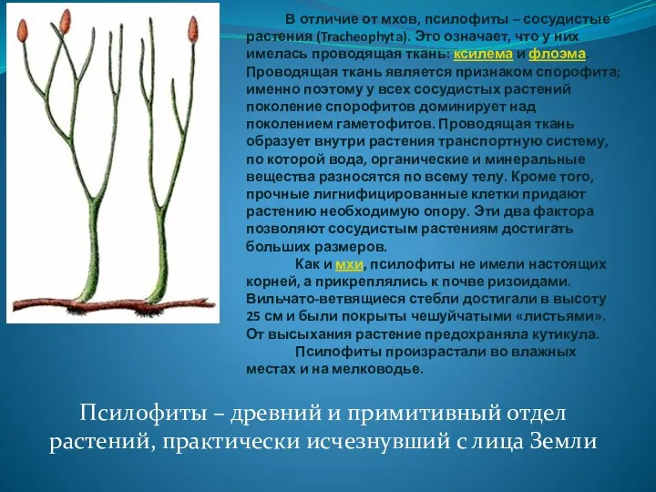 В отличие от мхов, псилофиты – сосудистые растения (Tracheophyta). Это