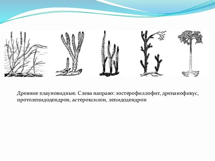 Древние плауновидные. Слева направо: зостерофиллофит, дрепанофикус, протолепидодендрон, астероксилон, лепидодендрон