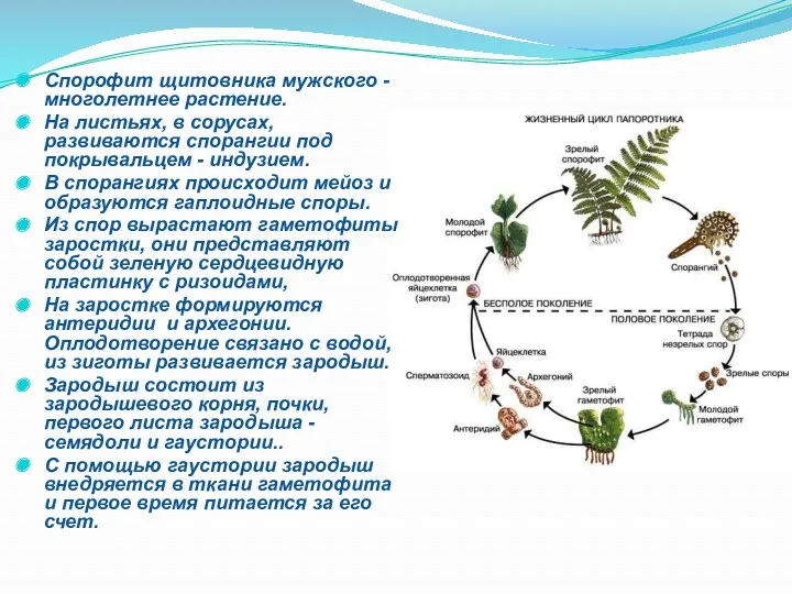Спорофит щитовника мужского - многолетнее растение. На листьях, в сорусах,