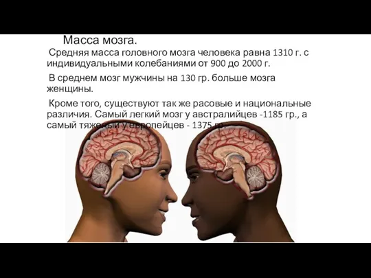 Масса мозга. Средняя масса головного мозга человека равна 1310 г. с индивидуальными колебаниями