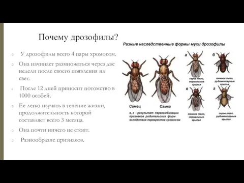 Почему дрозофилы? У дрозофилы всего 4 пары хромосом. Она начинает