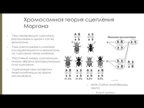 Хромосомная теория сцепления Моргана Гены проявляющие сцепление, расположены в одной