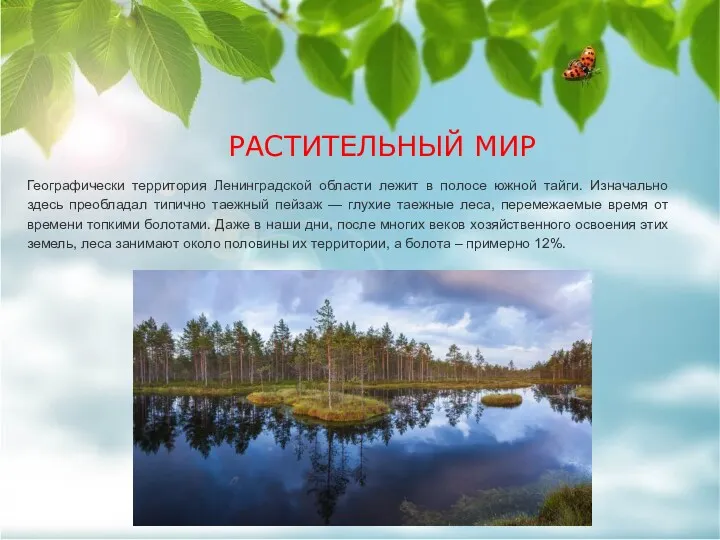 РАСТИТЕЛЬНЫЙ МИР Географически территория Ленинградской области лежит в полосе южной