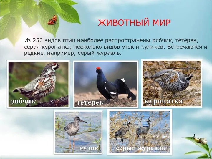 Из 250 видов птиц наиболее распространены рябчик, тетерев, серая куропатка, несколько видов уток