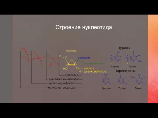 Строение нуклеотида