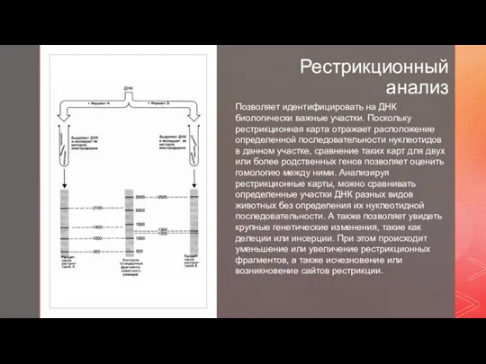 ◤ Рестрикционный анализ Позволяет идентифицировать на ДНК биологически важные участки.