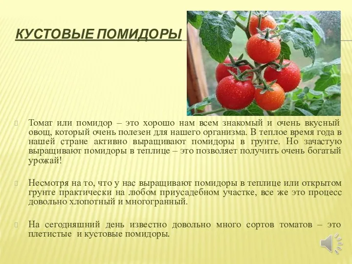 КУСТОВЫЕ ПОМИДОРЫ Томат или помидор – это хорошо нам всем