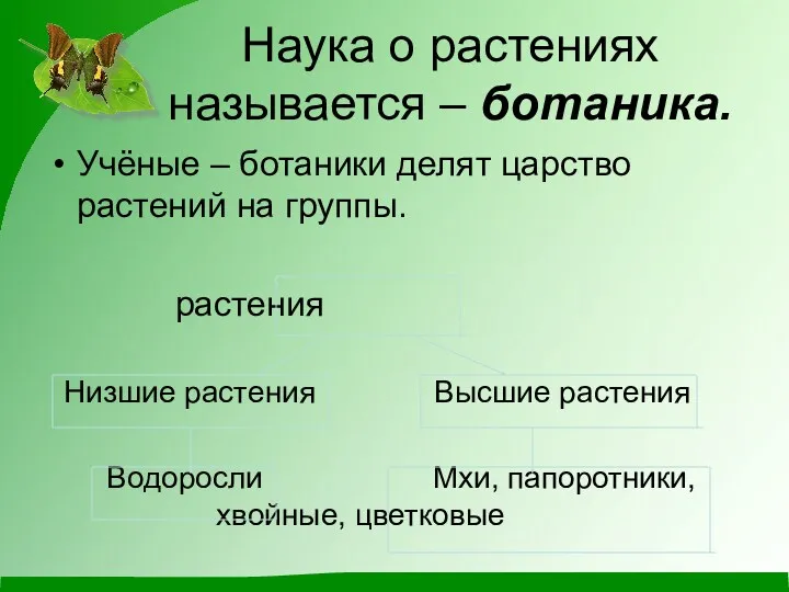 Наука о растениях называется – ботаника. Учёные – ботаники делят