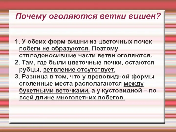 Почему оголяются ветки вишен? 1. У обеих форм вишни из