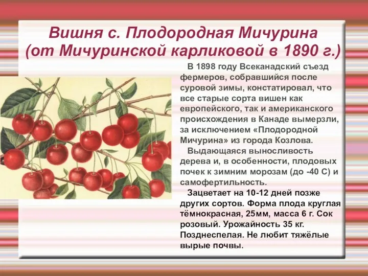 Вишня с. Плодородная Мичурина (от Мичуринской карликовой в 1890 г.)