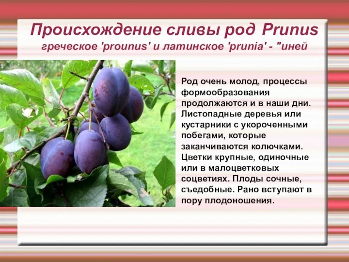 Происхождение сливы род Prunus греческое 'prounus' и латинское 'prunia' -