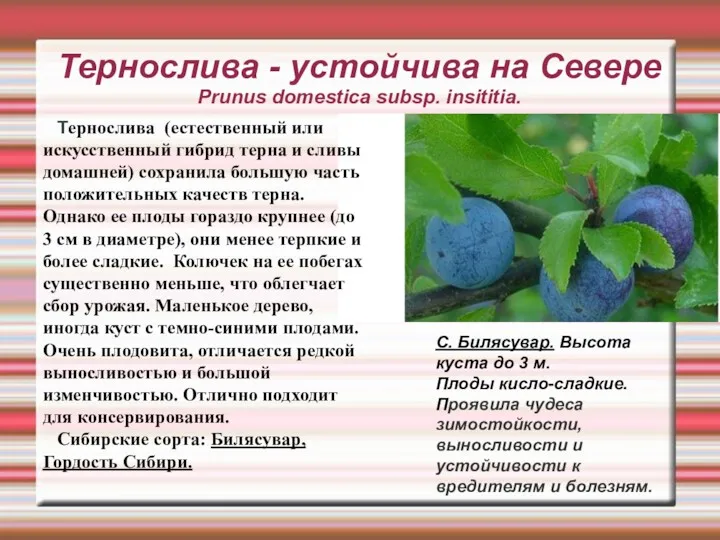 Тернослива - устойчива на Севере Prunus domestica subsp. insititia. С.