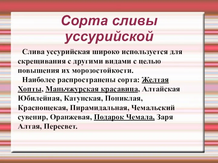 Сорта сливы уссурийской Слива уссурийская широко используется для скрещивания с