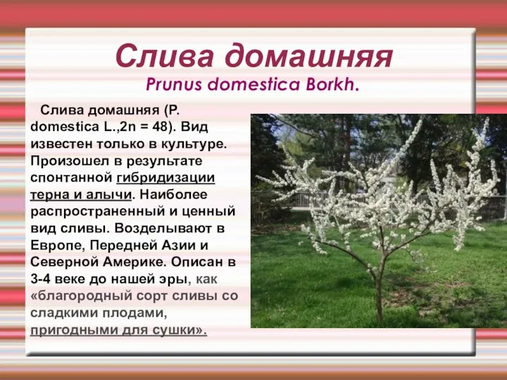 Слива домашняя Prunus domestica Borkh. Слива домашняя (P. domestica L.,2n