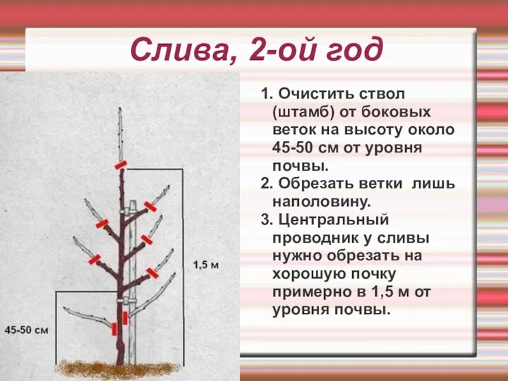 Слива, 2-ой год 1. Очистить ствол (штамб) от боковых веток