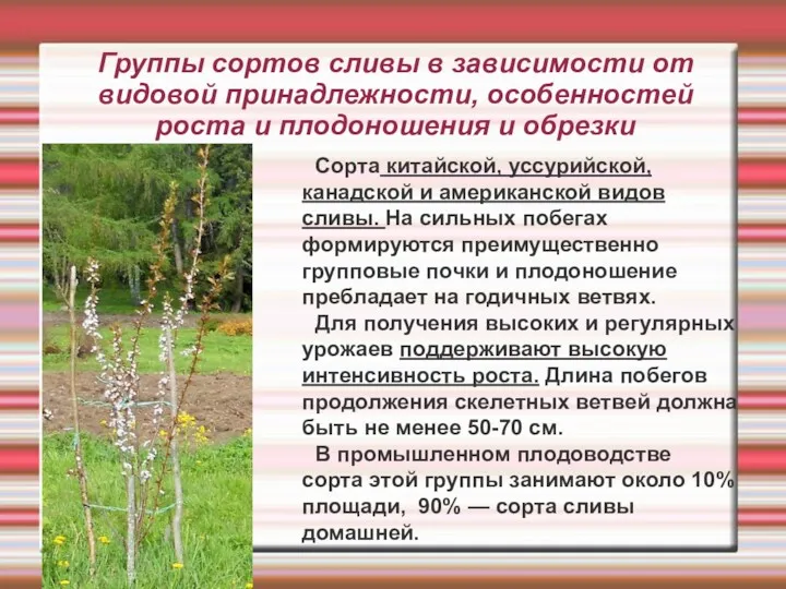 Группы сортов сливы в зависимости от видовой принадлежности, особенностей роста