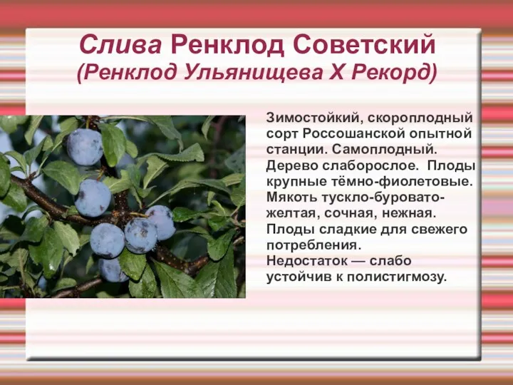 Слива Ренклод Советский (Ренклод Ульянищева Х Рекорд) Зимостойкий, скороплодный сорт