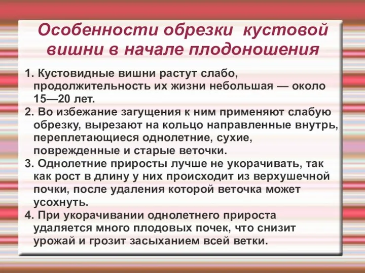 Особенности обрезки кустовой вишни в начале плодоношения 1. Кустовидные вишни