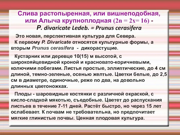 Слива растопыренная, или вишнеподобная, или Алыча крупноплодная (2n = 2х=