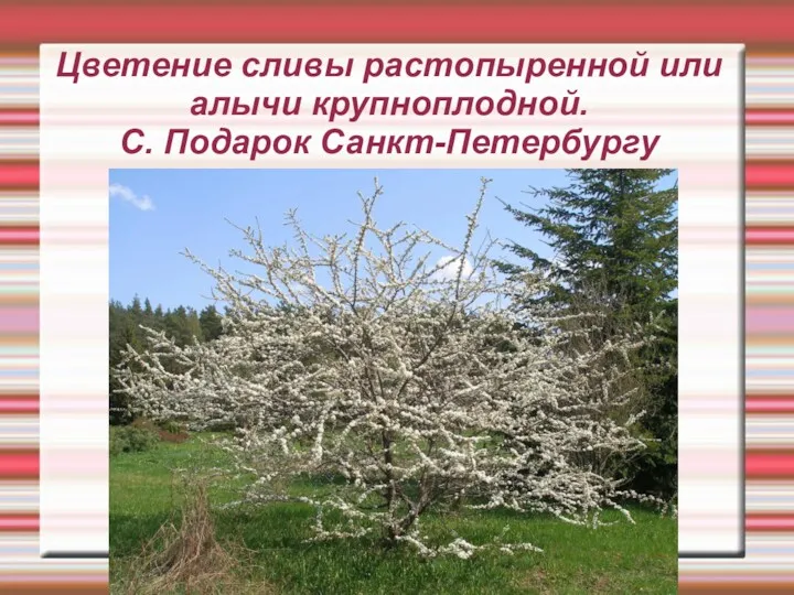 Цветение сливы растопыренной или алычи крупноплодной. С. Подарок Санкт-Петербургу