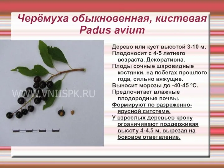 Черёмуха обыкновенная, кистевая Padus avium Дерево или куст высотой 3-10