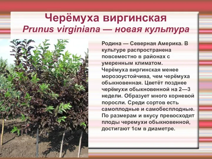 Черёмуха виргинская Prunus virginiana — новая культура Родина — Северная