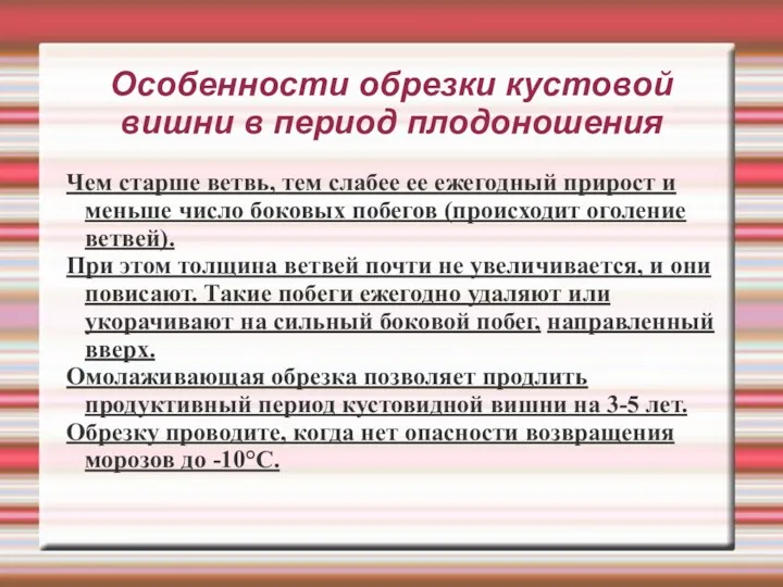 Особенности обрезки кустовой вишни в период плодоношения Чем старше ветвь,