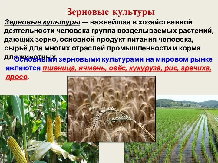 Зерновые культуры Зерновые культуры — важнейшая в хозяйственной деятельности человека группа возделываемых растений,