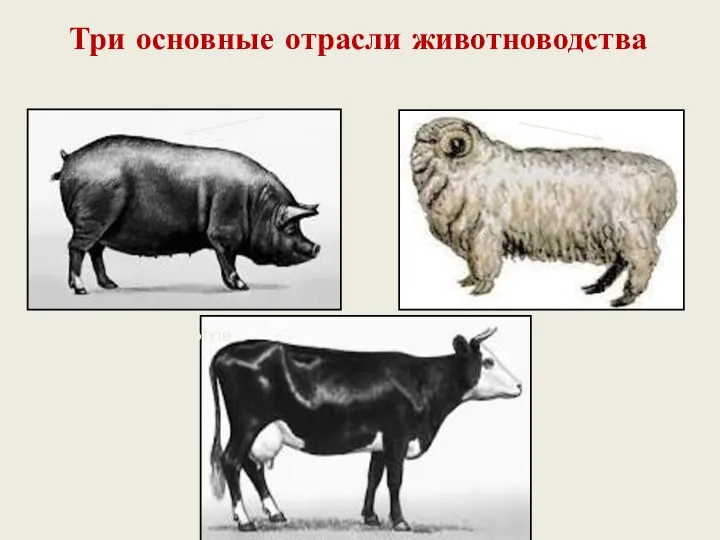 Три основные отрасли животноводства 1,1 млрд. голов 1 млрд. голов