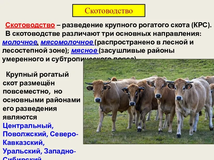 Скотоводство – разведение крупного рогатого скота (КРС). В скотоводстве различают три основных направления: