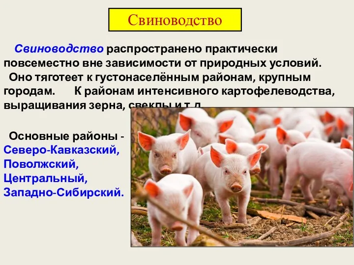 Свиноводство распространено практически повсеместно вне зависимости от природных условий. Оно тяготеет к густонаселённым