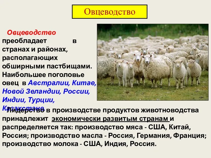 Овцеводство Овцеводство преобладает в странах и районах, располагающих обширными пастбищами. Наибольшее поголовье овец
