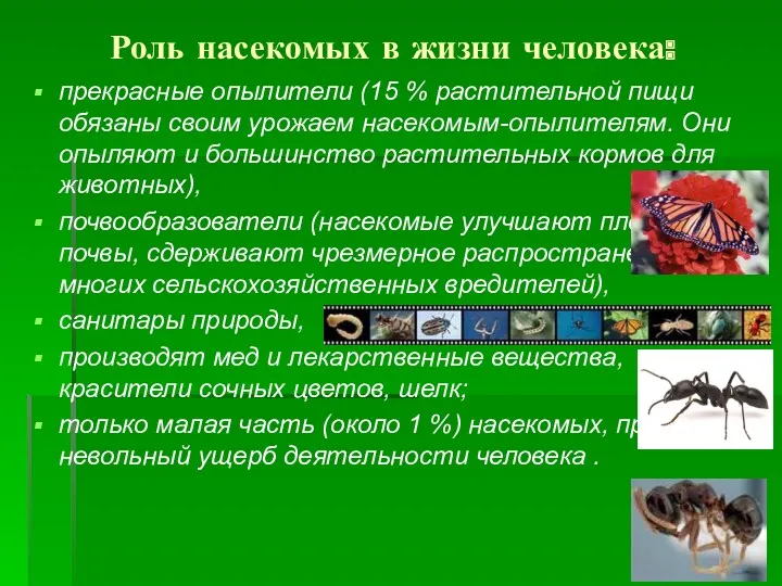 Роль насекомых в жизни человека: прекрасные опылители (15 % растительной пищи обязаны своим