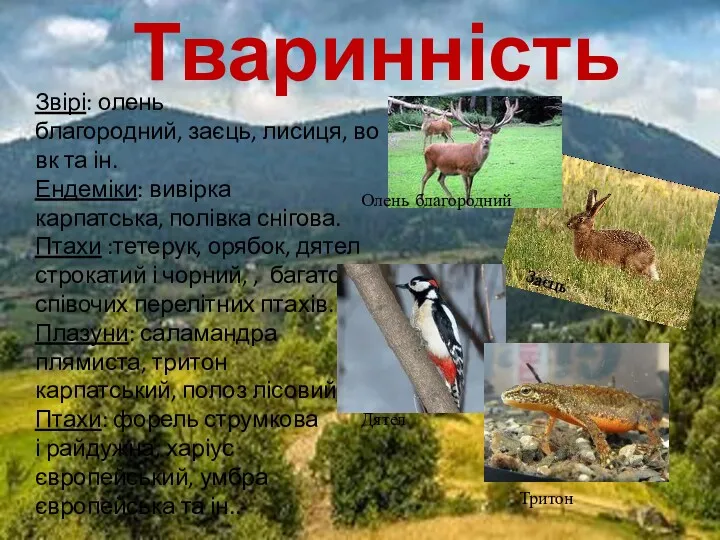 Тваринність Звірі: олень благородний, заєць, лисиця, вовк та ін. Ендеміки: