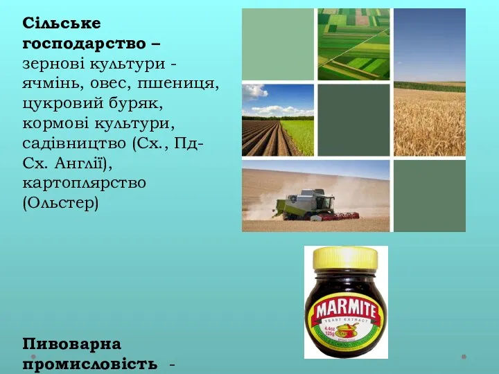 Сільське господарство – зернові культури - ячмінь, овес, пшениця, цукровий