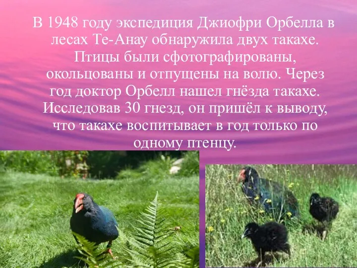 В 1948 году экспедиция Джиофри Орбелла в лесах Те-Анау обнаружила двух такахе. Птицы