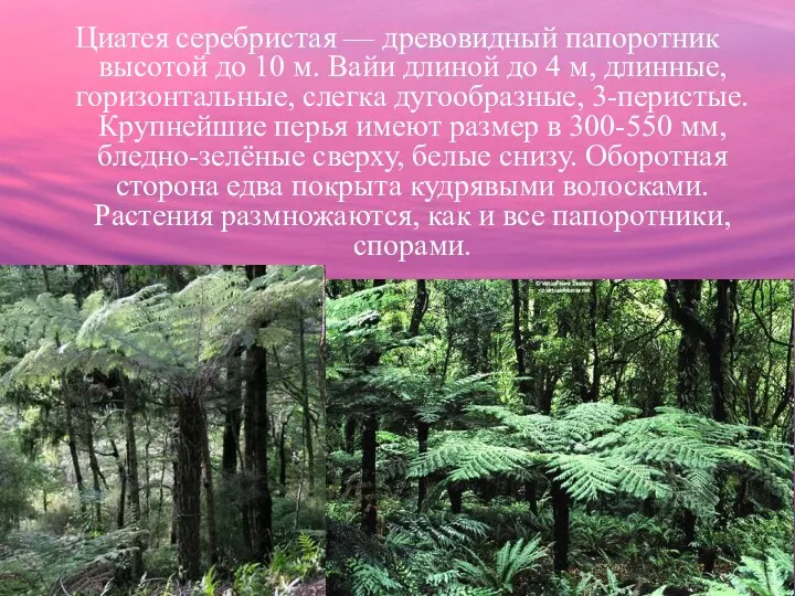 Циатея серебристая — древовидный папоротник высотой до 10 м. Вайи длиной до 4