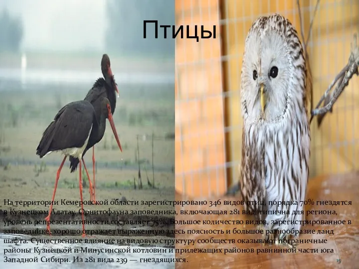 Птицы На территории Кемеровской области зарегистрировано 346 видов птиц, порядка 70% гнездятся в