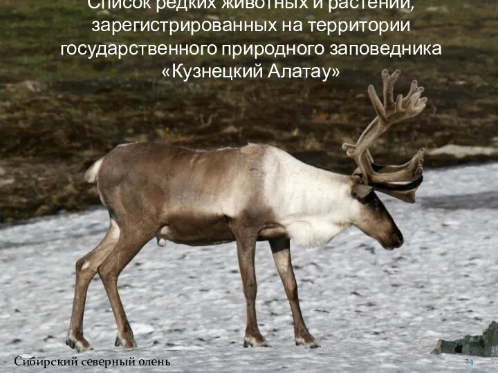 Список редких животных и растений, зарегистрированных на территории государственного природного заповедника «Кузнецкий Алатау» Сибирский северный олень