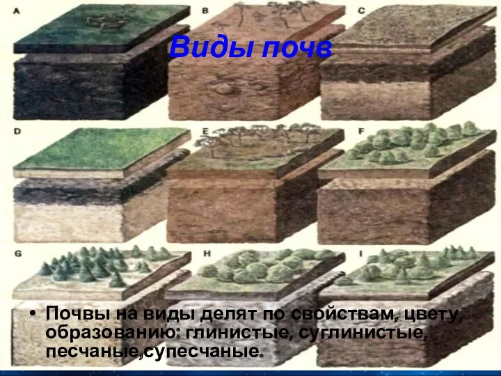 Виды почв Почвы на виды делят по свойствам, цвету, образованию: глинистые, суглинистые, песчаные,супесчаные.