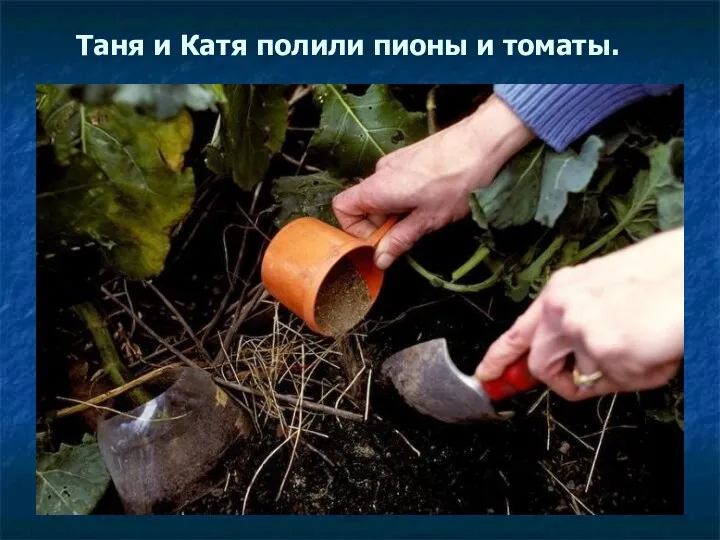 Таня и Катя полили пионы и томаты.