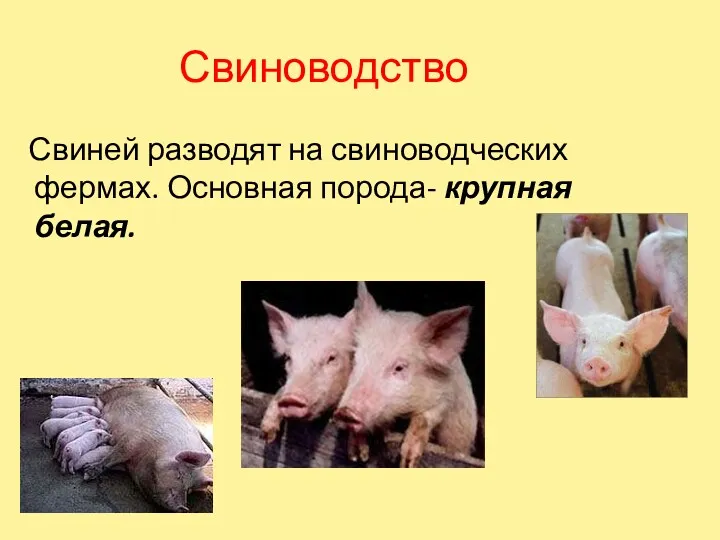 Свиноводство Свиней разводят на свиноводческих фермах. Основная порода- крупная белая.