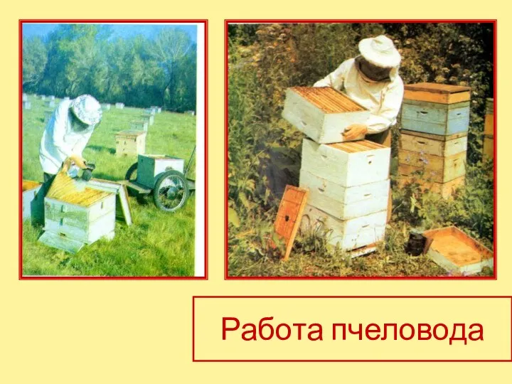 Работа пчеловода