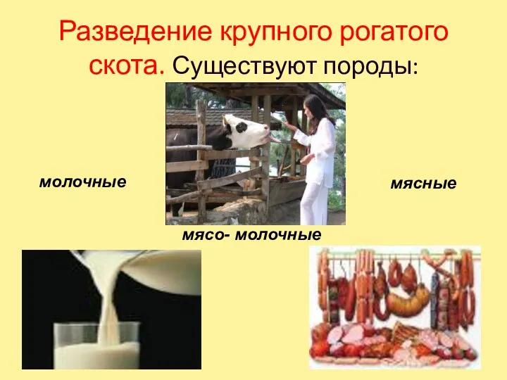 Разведение крупного рогатого скота. Существуют породы: молочные мясо- молочные мясные