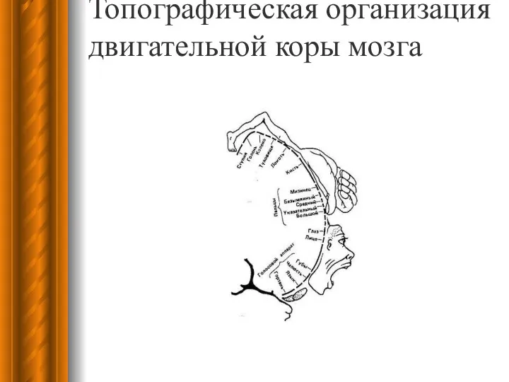 Топографическая организация двигательной коры мозга