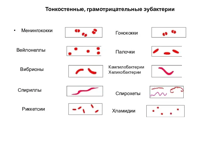 Тонкостенные, грамотрицательные эубактерии Менингококки Гонококки Вейлонеллы Палочки Вибрионы Кампилобактерии Хеликобактерии Спириллы Спирохеты Риккетсии Хламидии