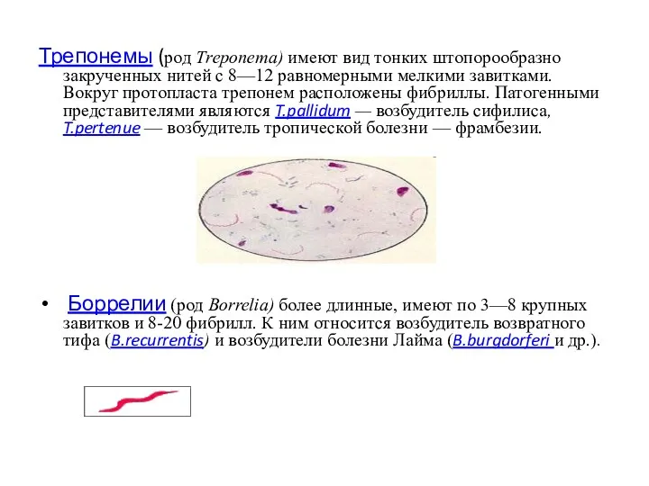 Трепонемы (род Тrероnеmа) имеют вид тонких штопорообразно закрученных нитей с