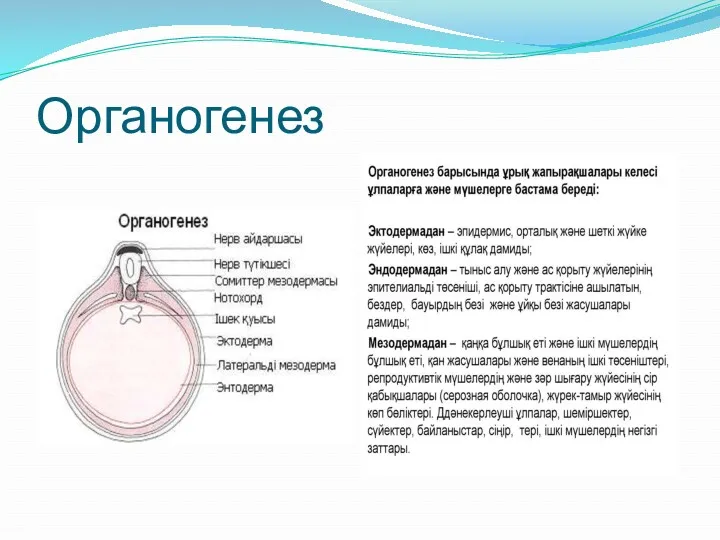 Органогенез